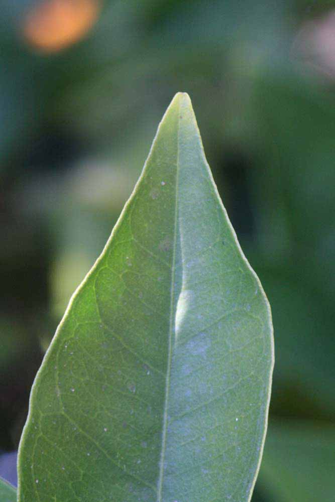              Margin (Riverside, CA)       